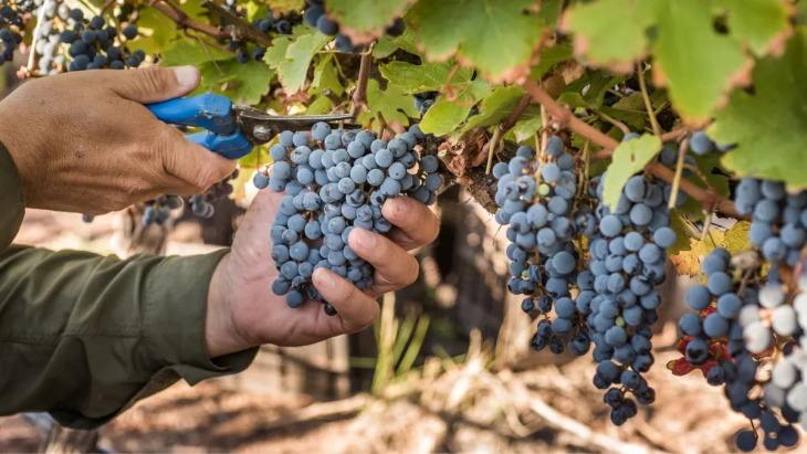 La vitivinicultura argentina con gran inserción global sufre una crisis particular