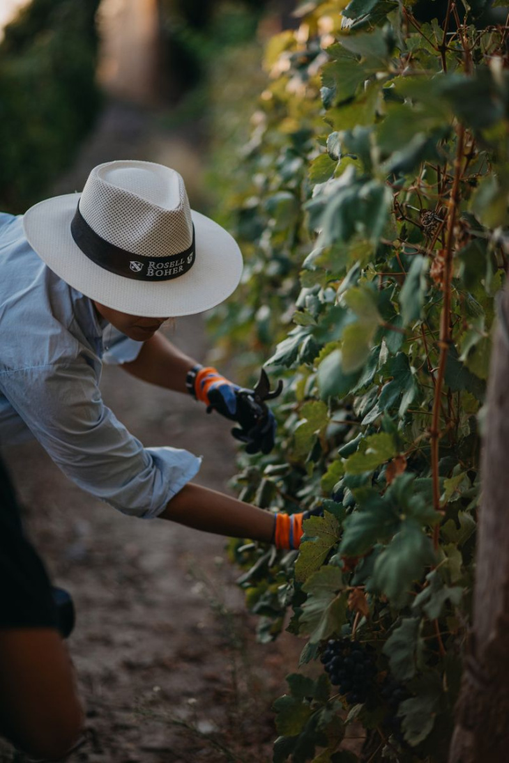 La propuesta incluye cosecha participativa en viñedos de Alto Agrelo.