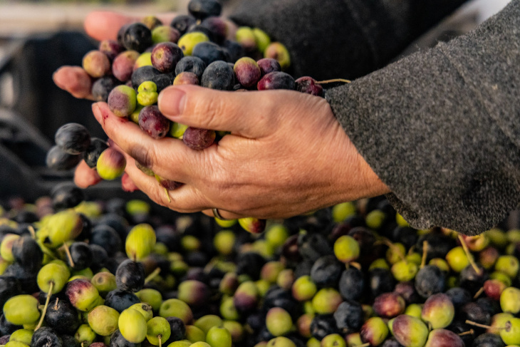 Las aceitunas cosechadas en el Parque Metropolitano fueron transformadas en un aceite de oliva virgen extra.