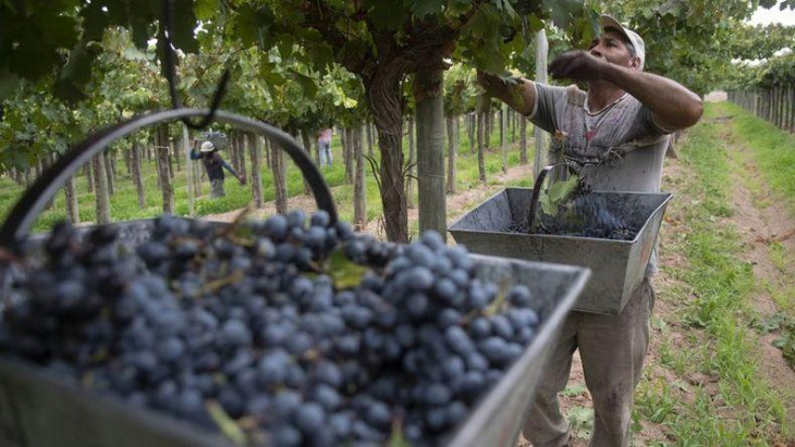 Los viñateros denuncian que la vitivinicultura esta atravesando una sus peores crisis