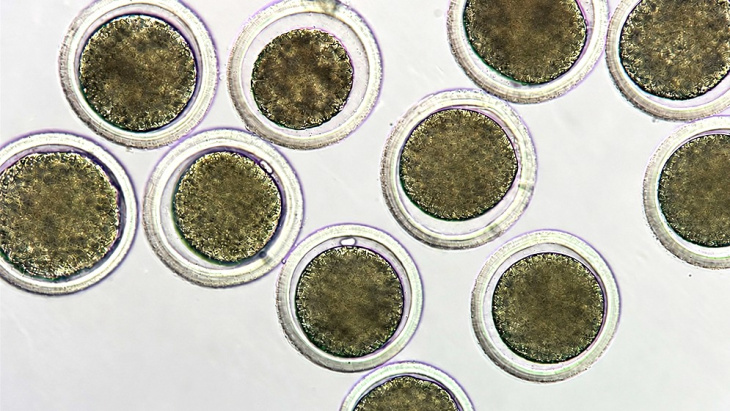 Imagen de microscopio mostrando ovocitos bovinos madurados in vitro obtenidos en el LABRYM