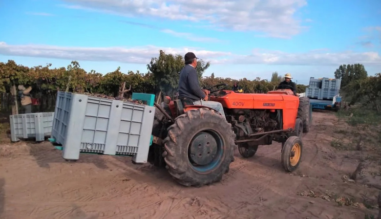 El cooperativismo vitivinícola consolida su protagonismo en Mendoza con una cosecha eficiente y sostenida