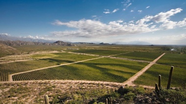 Malbec Argentino: Un motor económico que lidera exportaciones y conquista mercados globales