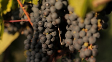 Día Mundial del Malbec 2025: Grandes propuestas para celebrar la cepa insignia de Argentina