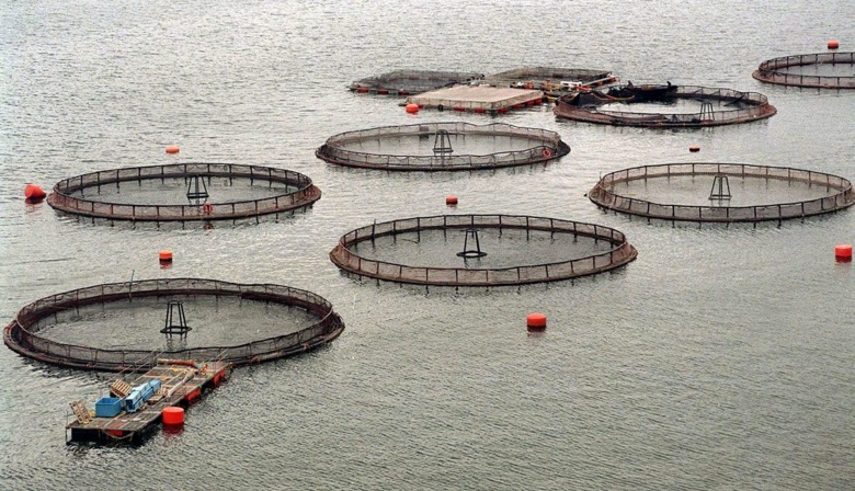 Chile consolida liderazgo exportador mientras Argentina demora en activar el cobre y la salmonicultura
