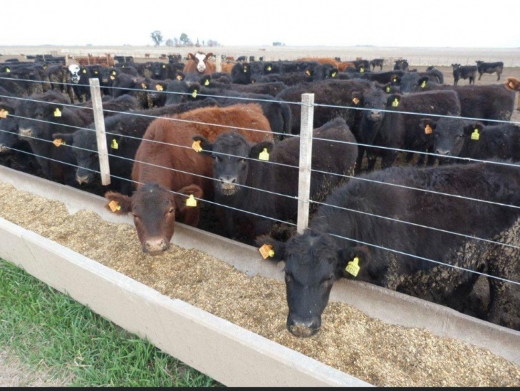 Las empresas ganaderas dispararon su endeudamiento