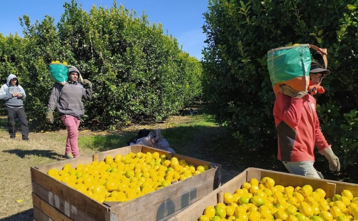 Cosecha de limones