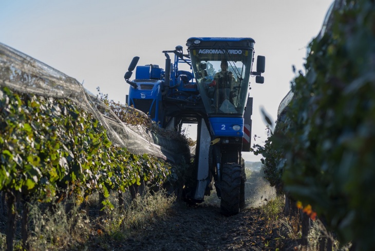 La cosecha mecánica crece con fuerza entre los productores mendocinos 