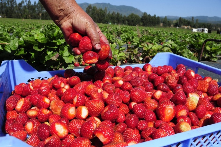 frutillas exportaciones