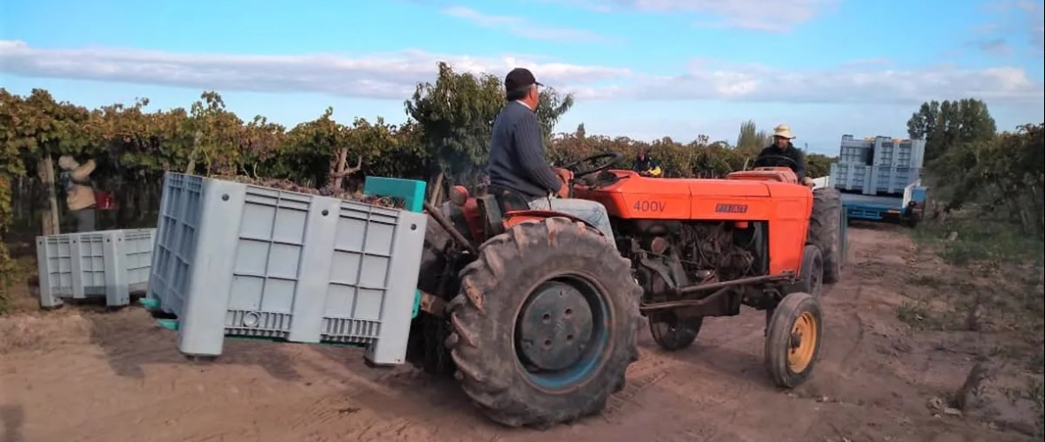 El cooperativismo vitivinícola consolida su protagonismo en Mendoza con una cosecha eficiente y sostenida
