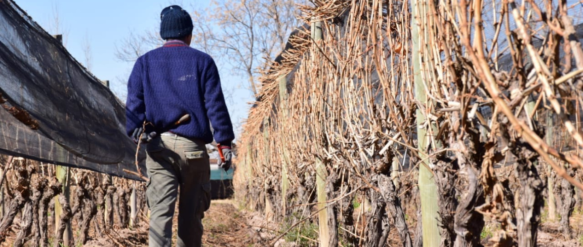 FOEVA alerta sobre la pérdida de trazabilidad y control en la vitivinicultura tras la reforma del INV