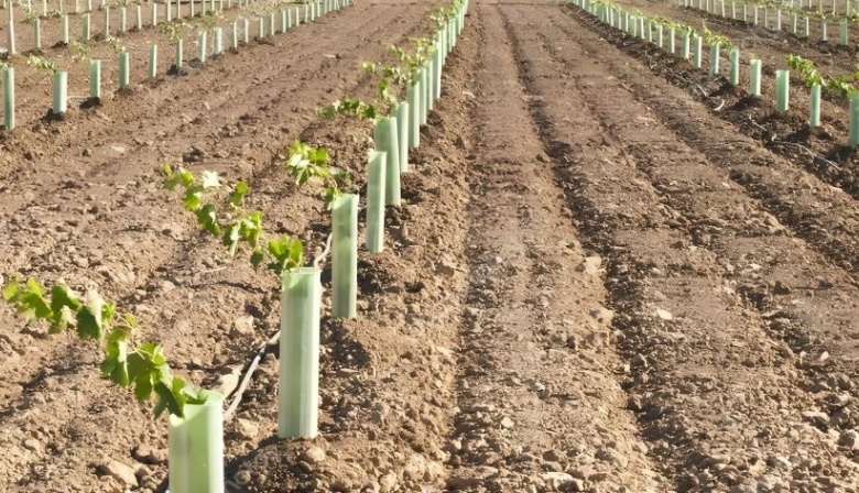 Agrarias y Vivero Mercier dictarán un curso sobre plantación exitosa de viñedos