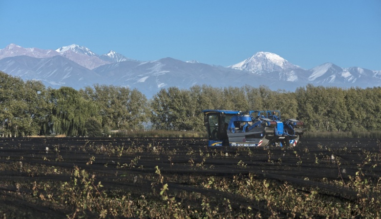 Cosecha Mecánica: Una alternativa que gana terreno entre los productores mendocinos