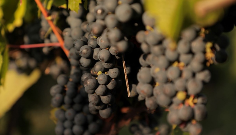 Día Mundial del Malbec 2025: Grandes propuestas para celebrar la cepa insignia de Argentina