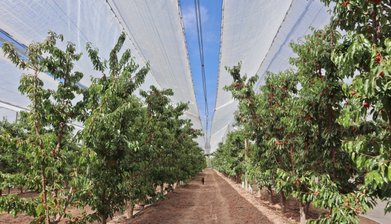 Cerezos argentinos: fuerte crecimiento y tecnología de protección para conquistar mercados globales