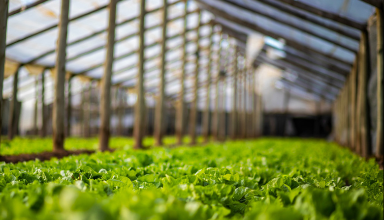 Maipú impulsa el programa “Agrolimpio” para transformar residuos agrícolas en recursos productivos