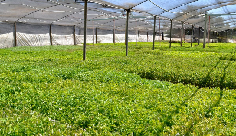 Maipú impulsa la producción agrícola: entrega de 100.000 plantines de tomate Uco 17 y asistencia técnica