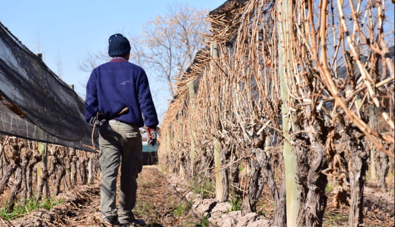 FOEVA alerta sobre la pérdida de trazabilidad y control en la vitivinicultura tras la reforma del INV