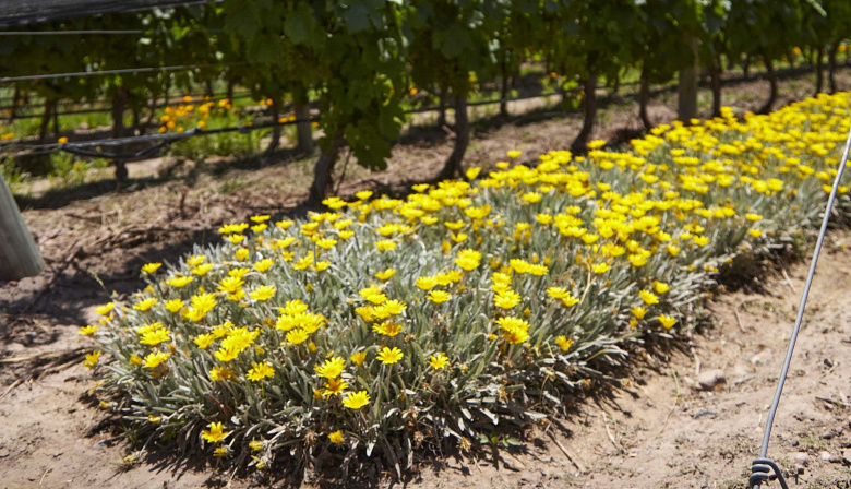 El vino Fairtrade se consolida como el producto argentino más vendido del comercio justo en el mundo