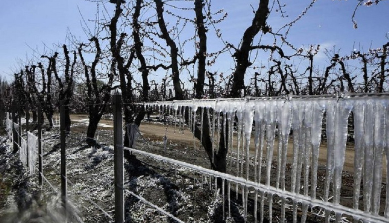 Tecnología e innovación para enfrentar el desafío de las heladas en Mendoza