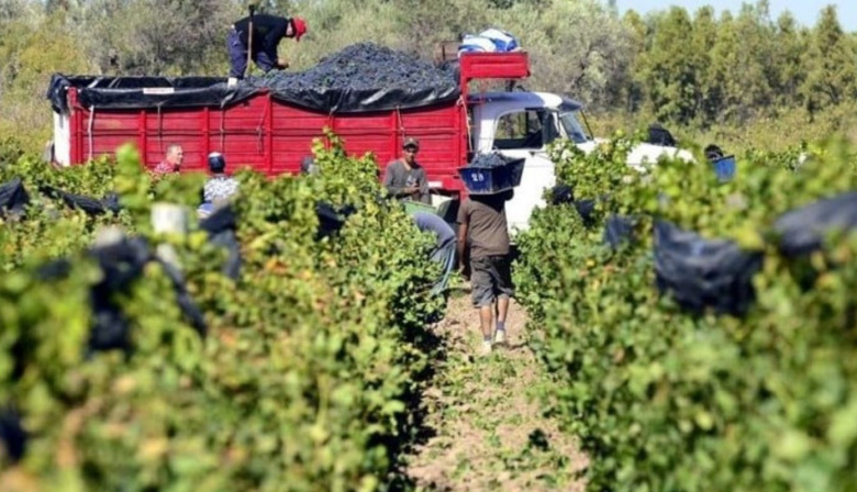 El vino  en crisis: 44 meses en rojo y menor participación del productor