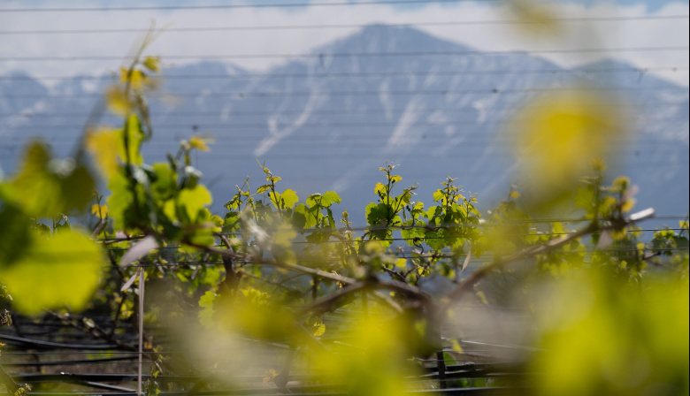 Vendimia 2026: cayó 9,9% la elaboración de vino y los blancos avanzaron en una cosecha menor