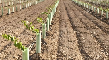 Agrarias y Vivero Mercier dictarán un curso sobre plantación exitosa de viñedos