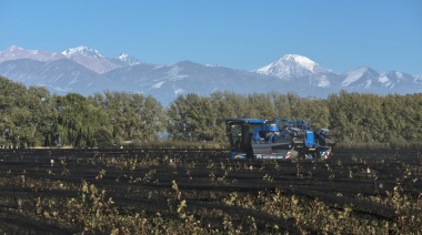 Cosecha Mecánica: Una alternativa que gana terreno entre los productores mendocinos