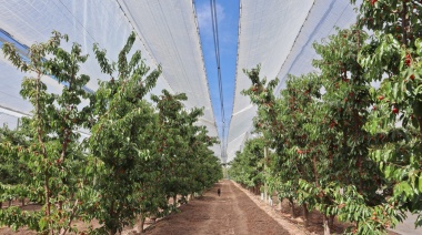 Cerezos argentinos: fuerte crecimiento y tecnología de protección para conquistar mercados globales