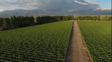 Vendimia 2025 en Bodegas Bianchi: adaptación climática y vinos de alta calidad