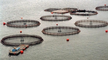 Chile consolida liderazgo exportador mientras Argentina demora en activar el cobre y la salmonicultura