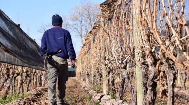 FOEVA alerta sobre la pérdida de trazabilidad y control en la vitivinicultura tras la reforma del INV