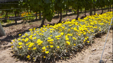 El vino Fairtrade se consolida como el producto argentino más vendido del comercio justo en el mundo