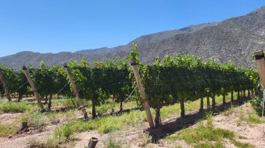 Vendimia 2026: créditos para productores, descuentos en bodegas y beneficios turísticos para viajar a Mendoza