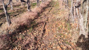 La vitivinicultura en zona crítica: costos en alza, precios atrasados y fincas que se abandonan