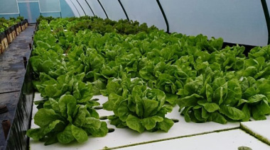 Mendoza lanzará su Clúster de Hidroponía en el Congreso Argentino de Horticultura
