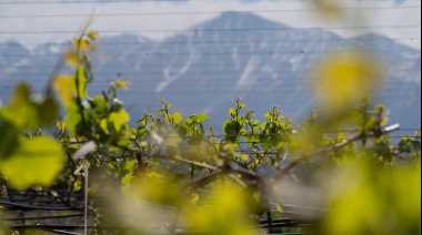 Vendimia 2026: cayó 9,9% la elaboración de vino y los blancos avanzaron en una cosecha menor