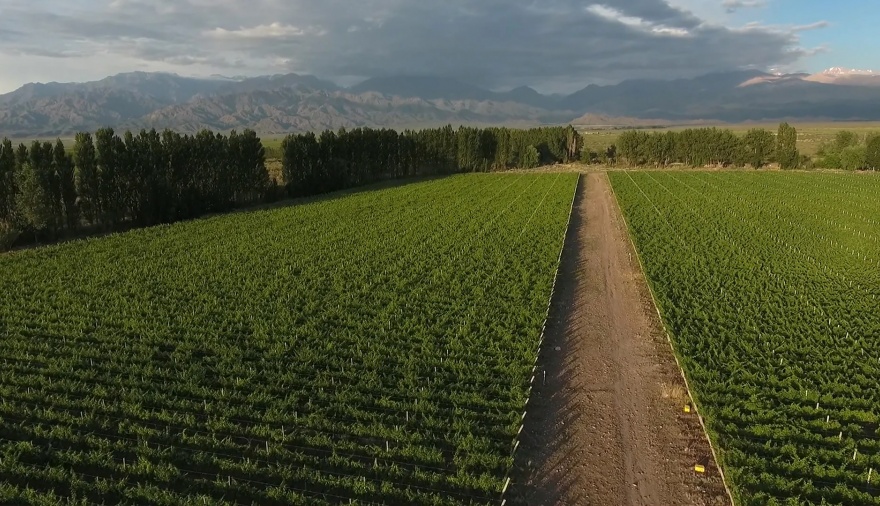 Vendimia 2025 en Bodegas Bianchi: adaptación climática y vinos de alta calidad
