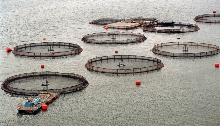 Chile consolida liderazgo exportador mientras Argentina demora en activar el cobre y la salmonicultura