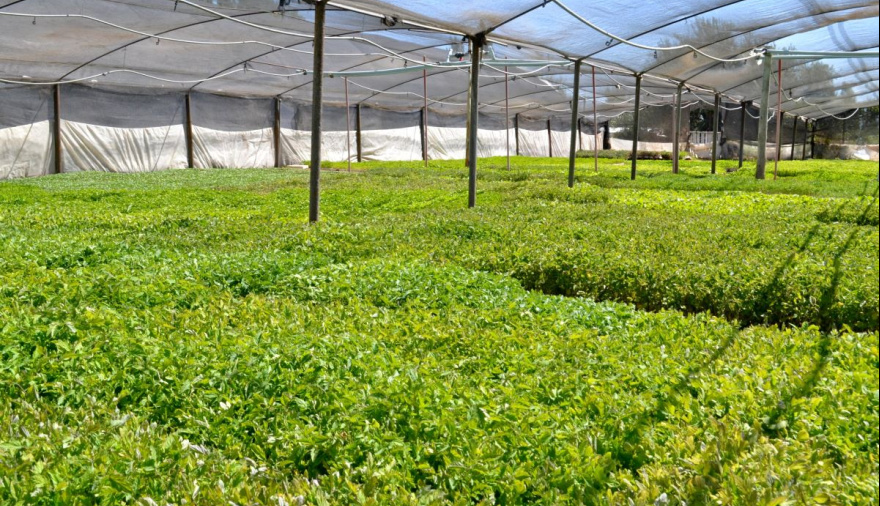 Maipú impulsa la producción agrícola: entrega de 100.000 plantines de tomate Uco 17 y asistencia técnica