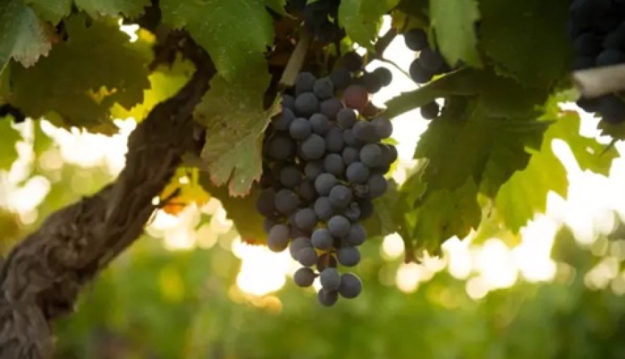 Wines of Argentina cerró 2025 con un giro estratégico y mayor presencia en mercados claves