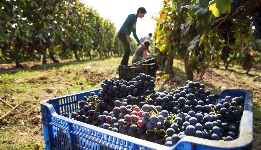 Vitivinicultura argentina: FOEVA rechaza el diagnóstico de crisis y habla de estabilidad