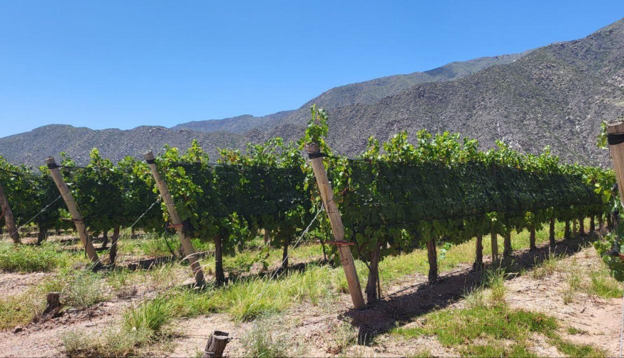 Vendimia 2026: créditos para productores, descuentos en bodegas y beneficios turísticos para viajar a Mendoza
