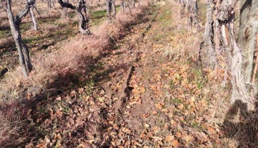 La vitivinicultura en zona crítica: costos en alza, precios atrasados y fincas que se abandonan