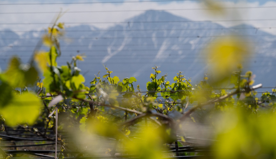 Vendimia 2026: cayó 9,9% la elaboración de vino y los blancos avanzaron en una cosecha menor