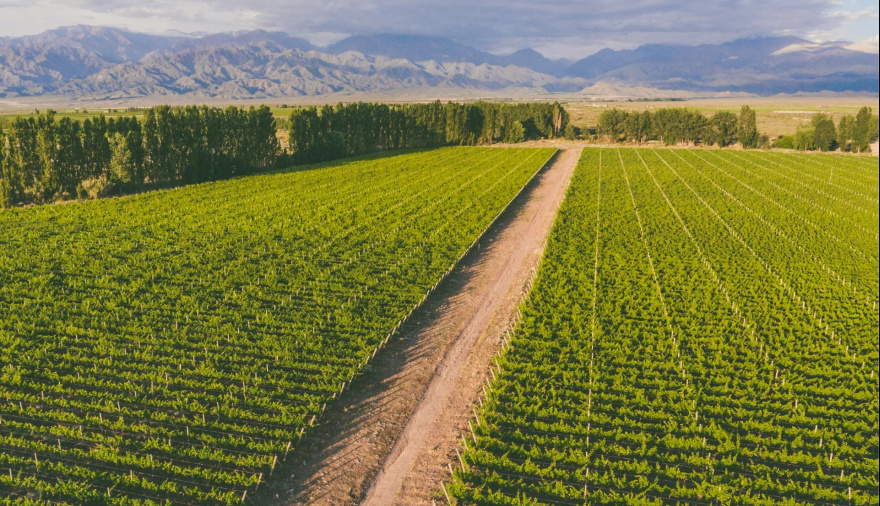 Mendoza tendrá un foro del vino sobre sustentabilidad, inteligencia artificial y acceso a mercados