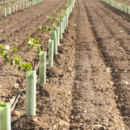 Agrarias y Vivero Mercier dictarán un curso sobre plantación exitosa de viñedos