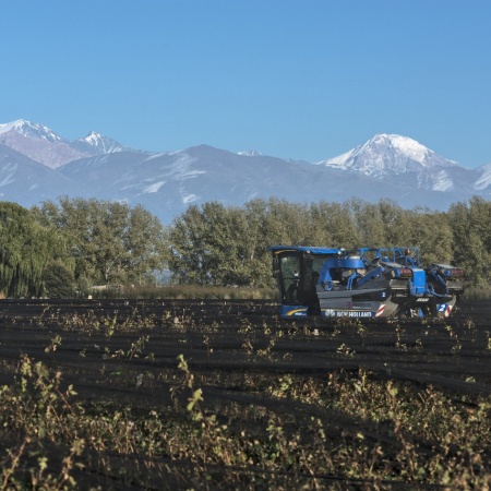 Cosecha Mecánica: Una alternativa que gana terreno entre los productores mendocinos