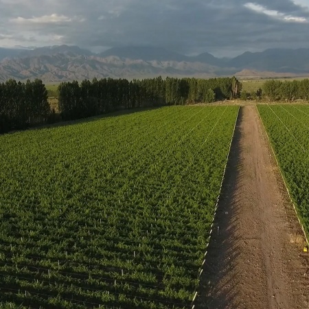 Vendimia 2025 en Bodegas Bianchi: adaptación climática y vinos de alta calidad