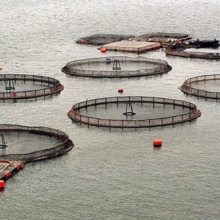 Chile consolida liderazgo exportador mientras Argentina demora en activar el cobre y la salmonicultura